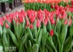 Tulipa First Star (2)